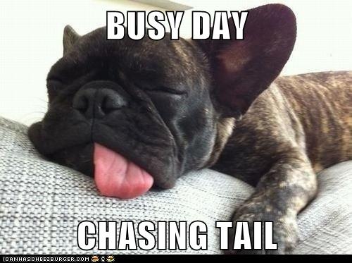 BUSY DAY CHASING TAIL - I Has A Hotdog - Dog Pictures - Funny pictures ...