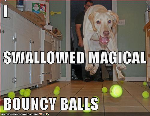 dog ate bouncy ball