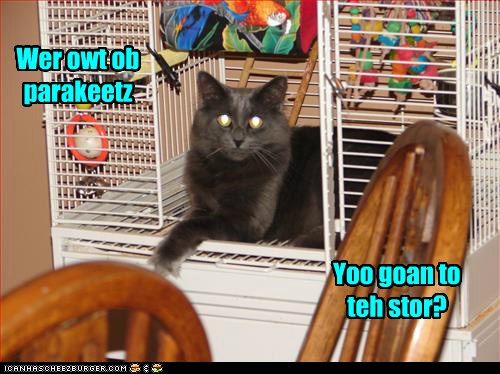 We Hab a Dilemma - Lolcats - lol | cat memes | funny cats | funny cat ...