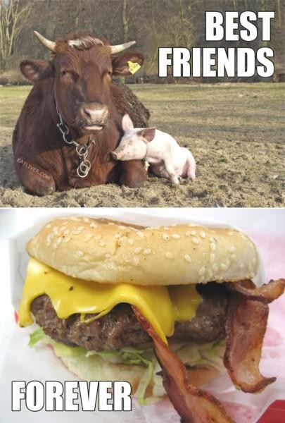 forever-best-friends-together-food-pig-cows-6981287936