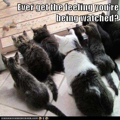 All the Time - Lolcats - lol | cat memes | funny cats | funny cat ...