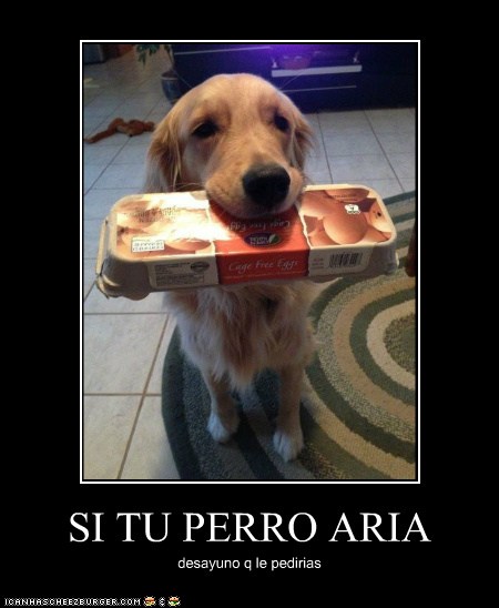 Si Tu Perro Aria I Has A Hotdog Dog Pictures Funny Pictures Of Dogs Dog Memes Puppy Pictures Doge