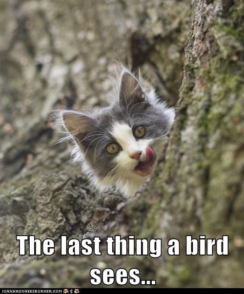 cat sees bird