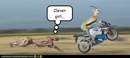 Animal Comedy - gazelle - Animal Comedy - Animal Comedy, funny animals, animal gifs - Cheezburger