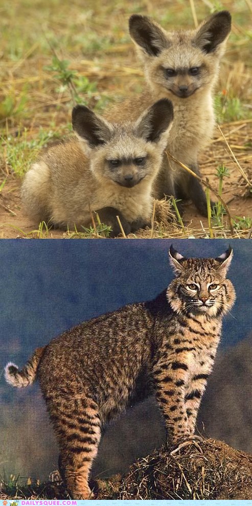 Squee Spree: Bat Eared Fox vs. Bobcat - Daily Squee - Cute Animals