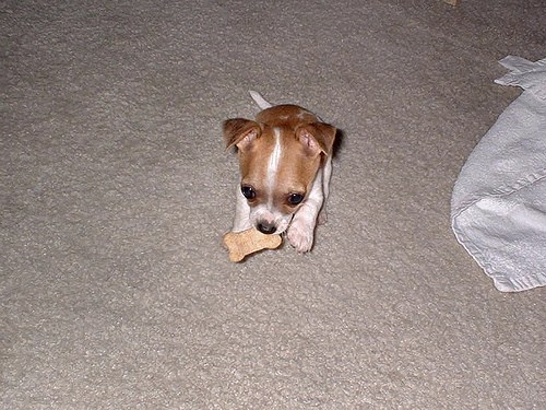 tiny crocs for dogs