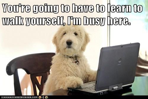 Funny Working Dog Quotes