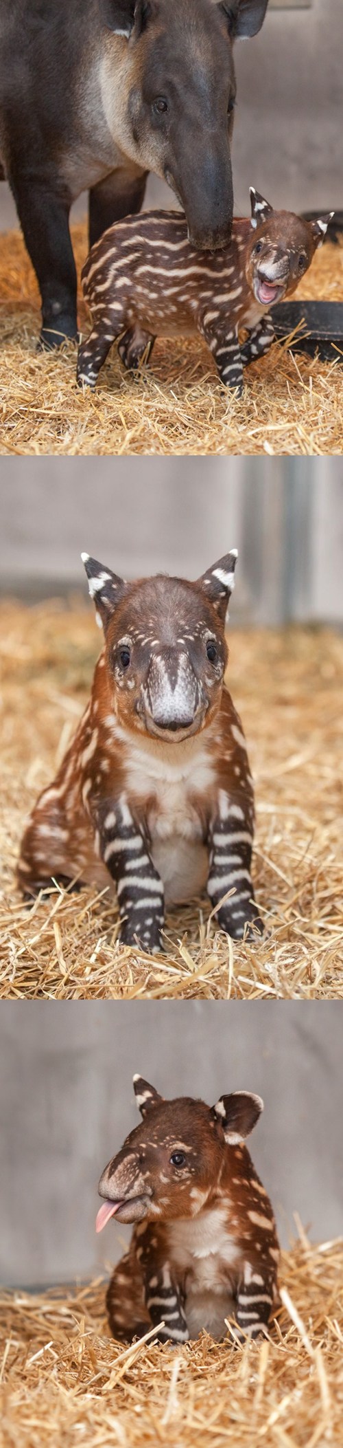 This Baby Tapir is the Most Painfully Adorable Thing You'll See All