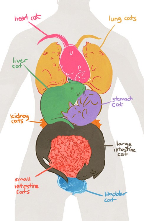 This is Your Body on Cats - I Can Has Cheezburger?