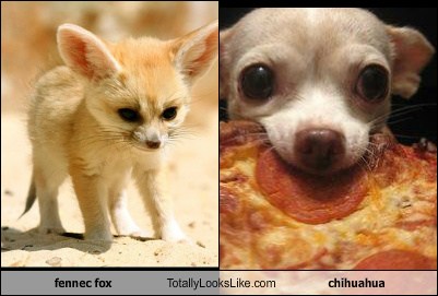 chihuahua that looks like a fox
