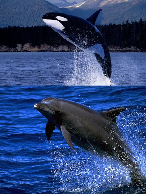 Squee Spree: Orca Whale vs. Bottlenose Dolphin - Daily Squee - Cute