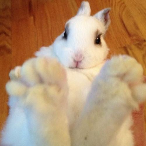 Bunday Big Foot Daily Squee Cute Animals Cute Baby Animals
