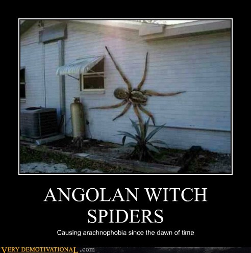 ANGOLAN WITCH SPIDERS - Cheezburger - Funny Memes | Funny ...