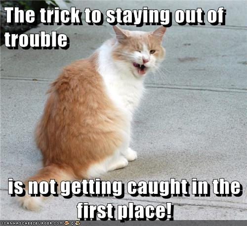 The First Thing a Kitty Learns: Don't Get Caught! - Lolcats - lol | cat ...