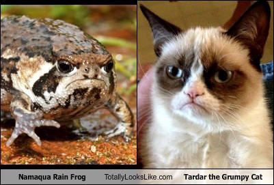 Namaqua Rain Frog Totally Looks Like Tardar The Grumpy Cat