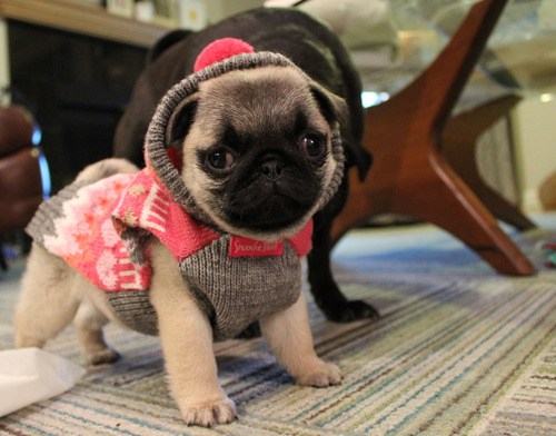 Pug in a sales sweater