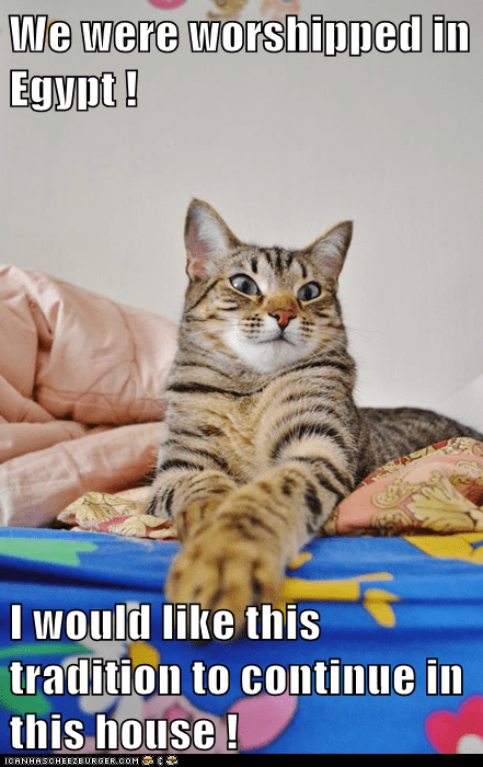 Is That so Much to Ask? - Lolcats - lol | cat memes | funny cats