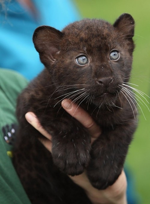Panther Cub - Daily Squee - Cute Animals - Cute Baby Animals - Cute Animal  Pictures - Animal Gifs - GIF Animals