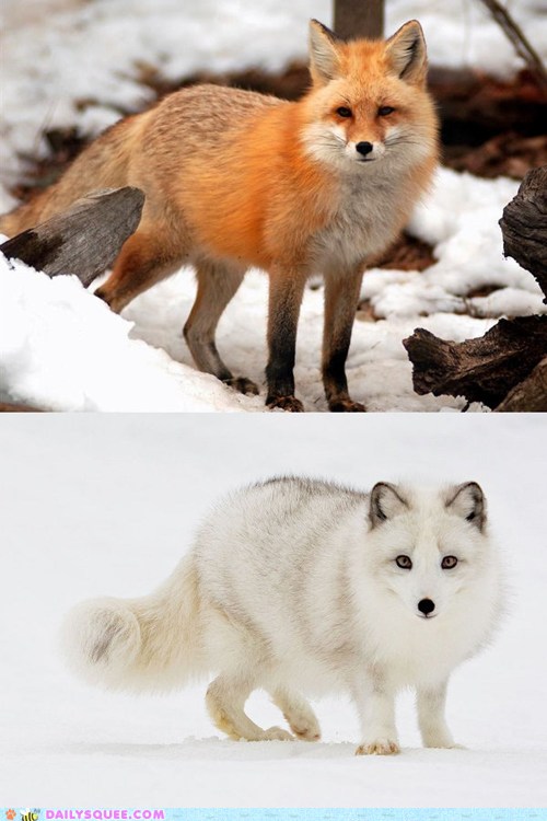 Squee Spree: Red Fox vs. Arctic Fox - Daily Squee - Cute Animals - Cute