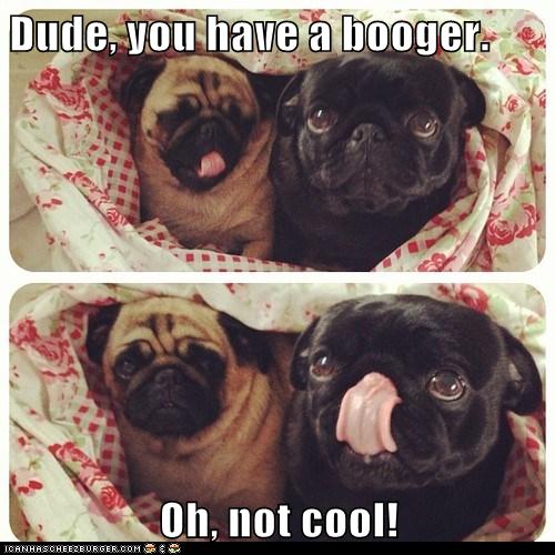 You Are So Gross - I Has A Hotdog - Dog Pictures - Funny Pictures Of 