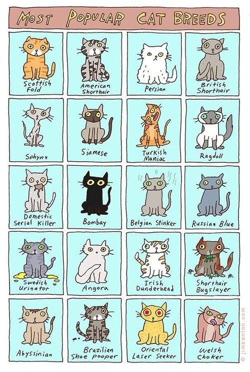 A Guide to Popular Cat Breeds I Can Has Cheezburger?
