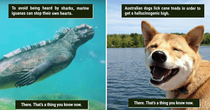 39 Freaky Animal Facts That Are Probably New To You - Memebase - Funny