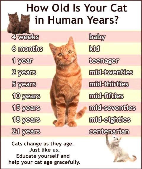 56 Top Photos 20 Year Old Cat In Human Age : How Old is Your Cat in People Years? | Cats, Cat years ...