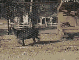 Bunny And Goat Play Game Of Cat And Mouse Senor Gif Pronounced Gif Or Jif