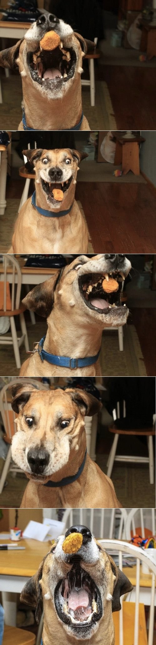 I Love Chicken Nuggets! I Has A Hotdog Dog Pictures Funny