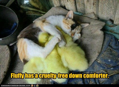 Fluffy Has A Cruelty Free Down Comforter Animal Comedy Animal