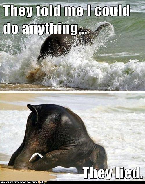 Animal Capshunz - they said i could be anything - Funny animal pictures ...