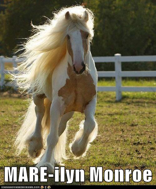 Gorgeous Golden Locks - Animal Capshunz - Funny Animals | Animal Captions