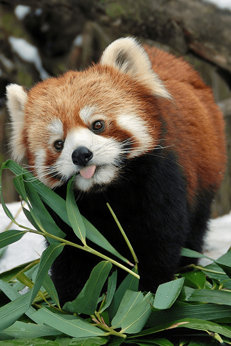 Red Panda Derp - Daily Squee - Cute Animals - Cute Baby Animals - Cute ...