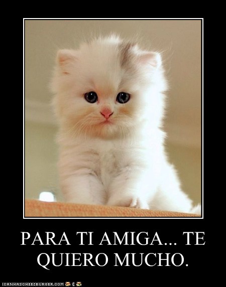 Para Ti Amiga Te Quiero Mucho Lolcats Lol Cat Memes