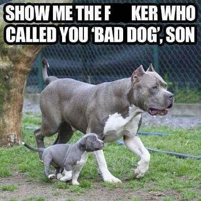 As a Pitbull, I'm Going To... - Parenting Fails - crazy parenting fails ...