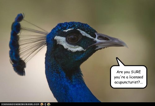 Animal Comedy - Peacock - Animal Comedy - Animal Comedy, Funny Animals 