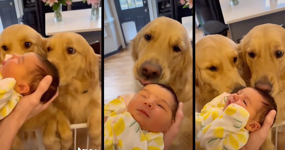 Golden Retriever Puppy Meeting Her New Lab Sibling Is Giving People the  Feels