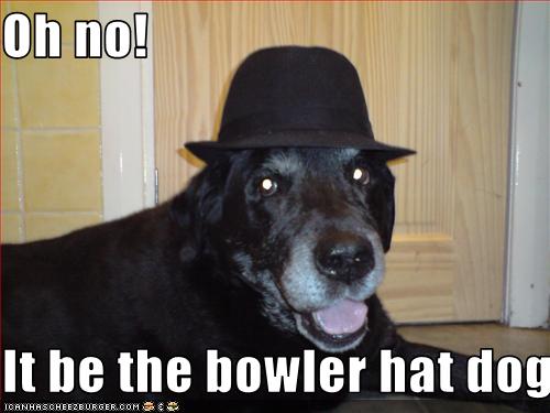dog bowler hat