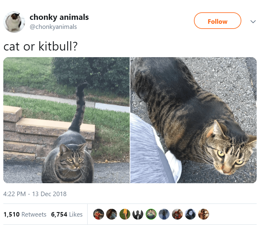 Download This Twitter Page Is All About Chonky Animals I Can Has Cheezburger