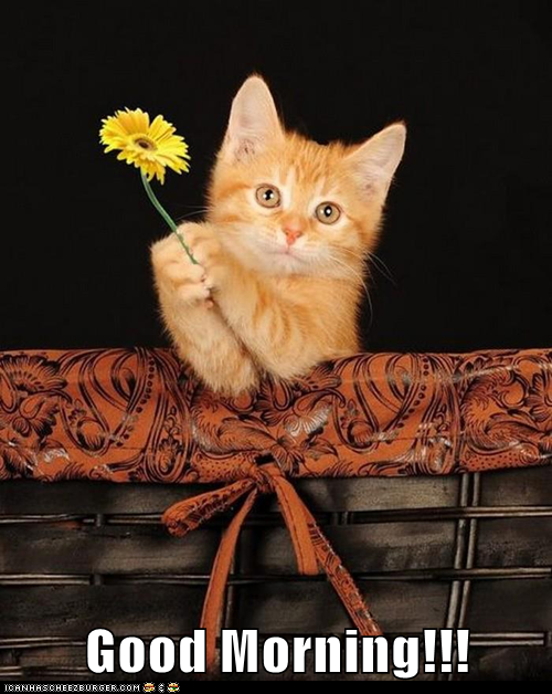 Good Morning! Lolcats lol cat memes funny cats funny cat