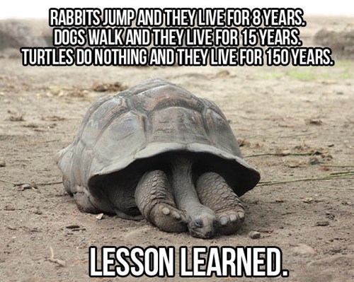 Lesson Learned - Animal Comedy - Animal Comedy, funny animals, animal gifs