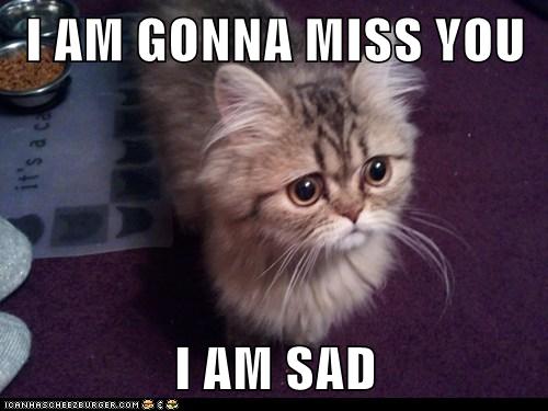 I Am Gonna Miss You I Am Sad Lolcats Lol Cat Memes Funny Cats Funny Cat Pictures With Words On Them Funny Pictures Lol Cat Memes Lol Cats