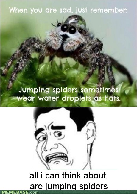 Memebase - jumping spiders - All Your Memes In Our Base - Funny Memes