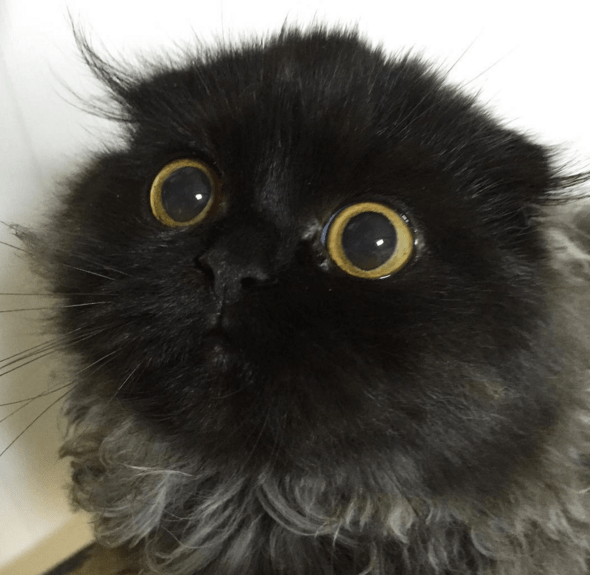 People Are Obsessed With This Cat's Giant Eyes I Can Has Cheezburger