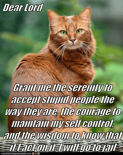 I Can Has Cheezburger? - Serenity Prayer - Funny Internet Cats - Cat