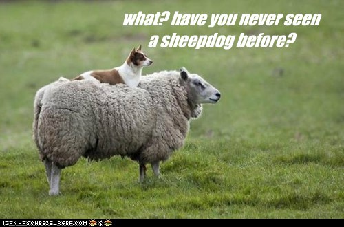 I Has A Hotdog - Sheep Dog - Funny Dog Pictures | Dog Memes | Puppy ...