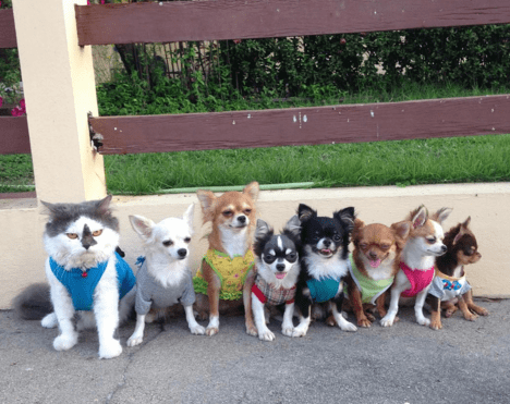 This Adorable Pack of Chihuahuas Has a Cat as Their Alpha - I Can Has ...