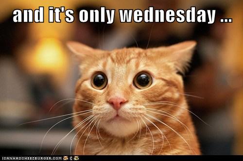 and it's only wednesday ... - Lolcats - lol | cat memes | funny cats ...