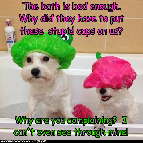 A Real Reason for Your Dog to Hate its Bath I Has A Hotdog Dog