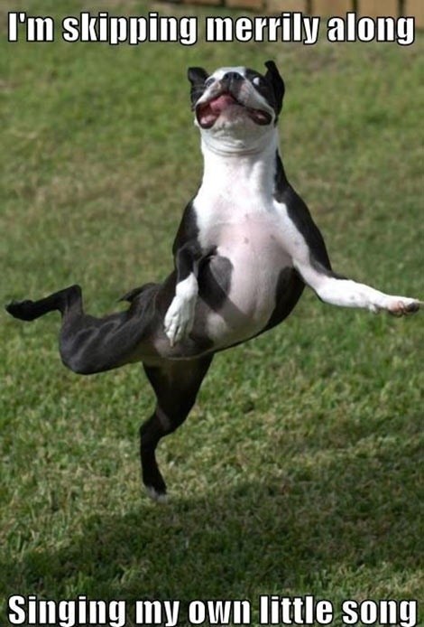 I Has A Hotdog - skipping - Funny Dog Pictures | Dog Memes | Puppy Pictures  | Pictures of dogs - Dog Pictures - Funny pictures of dogs - Dog Memes -  Puppy pictures - doge - Cheezburger